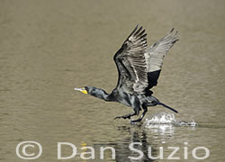 Double-crested Cormorant