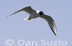 Bonaparte's Gull