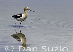 American Avocet