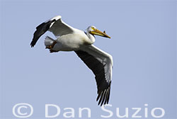 American White Pelican