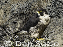 Peregrine Falcon