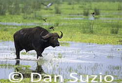 Cape Buffalo