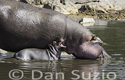 Hippopotamus