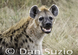 Spotted Hyena