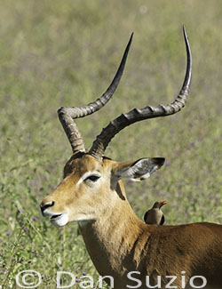 Common Impala