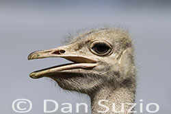 Common Ostrich