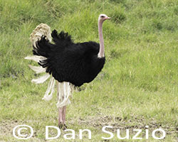 Common Ostrich