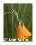 Frog note cards