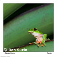 Frog posters