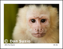 Monkey posters