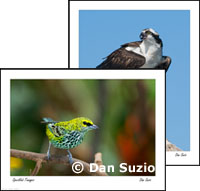 Bird posters