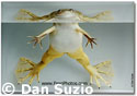 Frog magnets