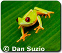 Frog mousepad