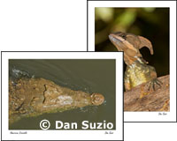 Crocodile and lizard posters