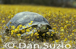 Desert Tortoise