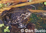 Black toad, Bufo exsul