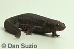Japanese fire newt, Cynops pyrrhogaster