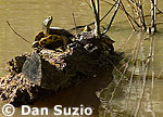 Red-eared slider, Trachemys scripta elegans