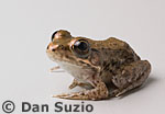 Green frog, Rana clamitans melanota