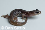 Aneides lugubris, Arboreal salamander