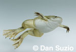 African clawed frog, Xenopus laevis