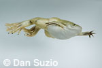 African clawed frog, Xenopus laevis