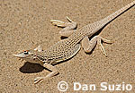 Colorado desert fringe-toed lizard, Uma notata
