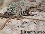 Desert grassland whiptail, Cnemidophorus uniparens