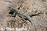 Ornate tree lizard, Urosaurus ornatus