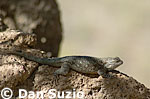 Clark's spiny lizard, Sceloporus clarkii