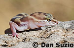 Tucson banded gecko, Coleonyx variegatus bogerti
