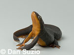 African clawed frog, Xenopus laevis