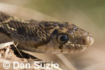 Pacific gopher snake, Pituophis catenifer catenifer