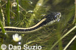 Western fence lizard, Sceloporus occidentalis
