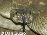 Mojave desert sidewinder, Crotalus cerastes cerastes