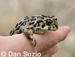 Amargosa toad, Bufo nelsoni