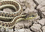 Coast garter snake, Thamnophis elegans terrestris