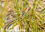 San Francisco garter snake, Thamnophis sirtalis tetrataenia