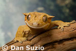 Rhacodactylus ciliatus, Crested gecko