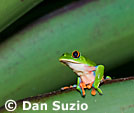 Blue-sided treefrog, Agalychnis annae
