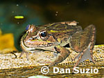 Forrer's grass frog, Rana forreri