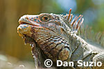 Costa Rica Wildlife Photography Book - Photos by Dan Suzio