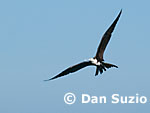 Costa Rica Wildlife Photography Book - Photos by Dan Suzio