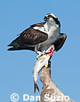 Costa Rica Wildlife Photography Book - Photos by Dan Suzio