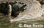 American crocodile, Crocodylus acutus