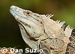 Ctenosaura similis, Black spiny-tailed iguana