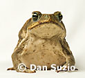 Costa Rica Wildlife Photography Book - Photos by Dan Suzio