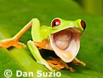 Red-eyed treefrog, Agalychnis callidryas