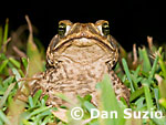 Cane toad, Bufo marinus