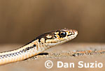 Masticophis lateralis euryxanthus, Alameda whipsnake